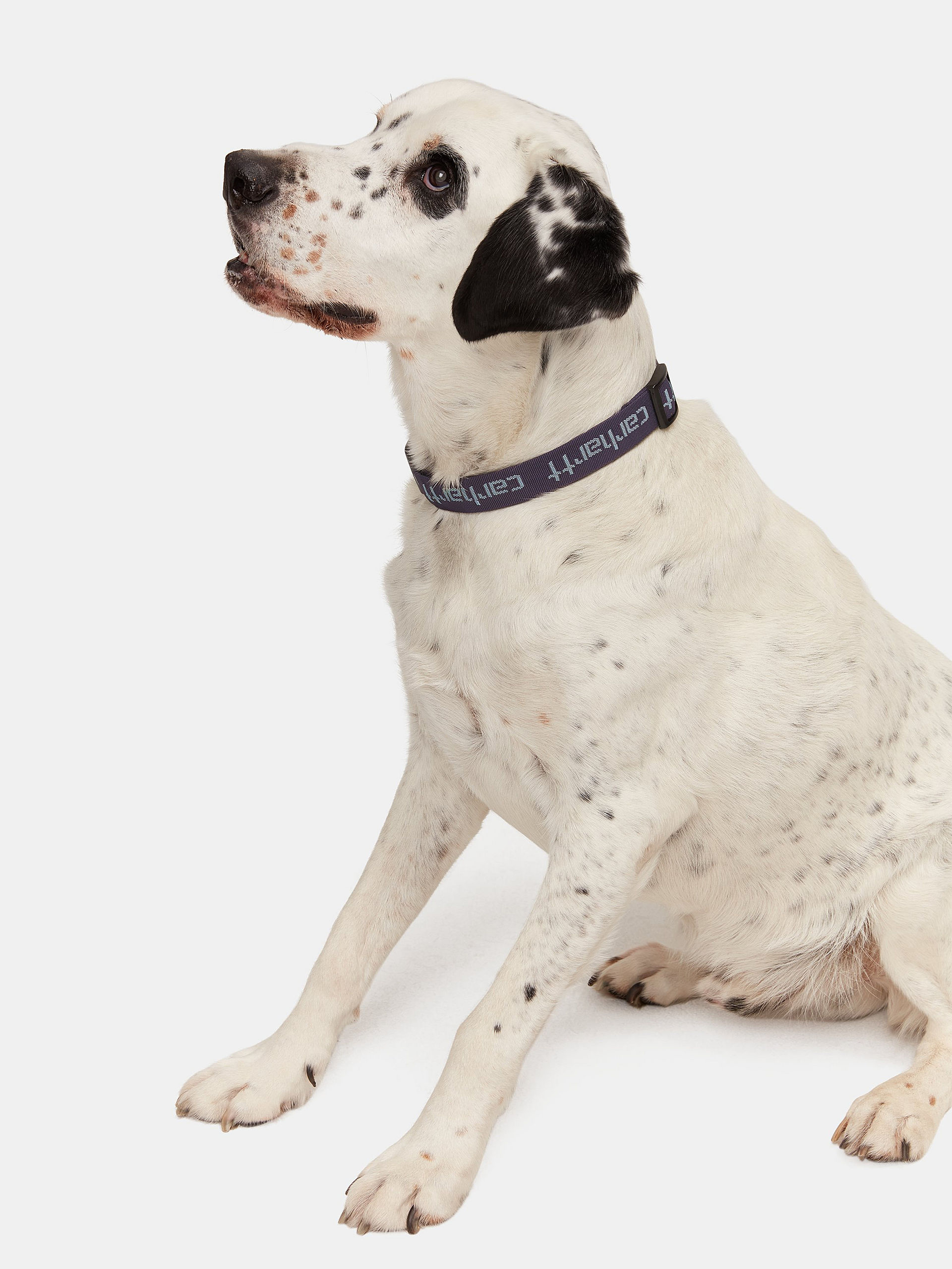 Carhartt WIP Smycz Script Dog Leash & Collar Pozostałe (artichoke/misty sage)